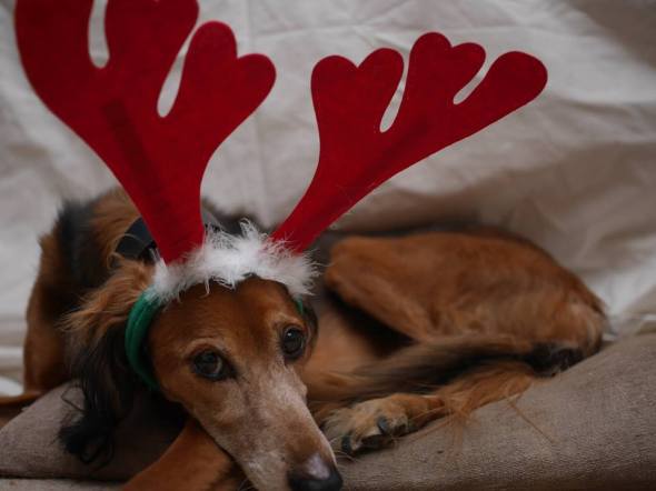 Dogs love antlers. Really? Maybe? Well no, but they love us so they put up with it!
