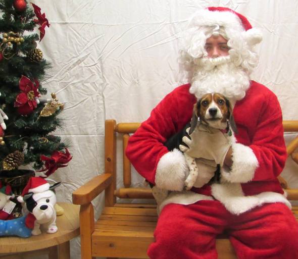 This Maryland beagle isn't sure about Santa, but he sure looks cute!